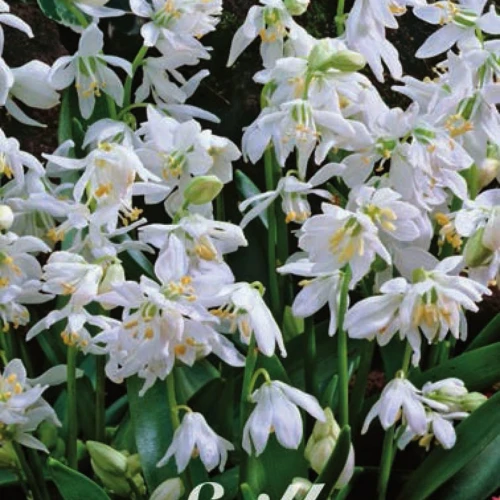 Siberica Alba